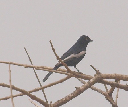 White Sided Black Tit Truggerey Gambia